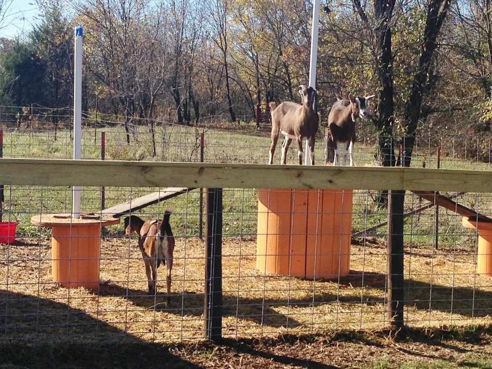 Barnyard Activities — INDIAN CREEK FARMSTEAD