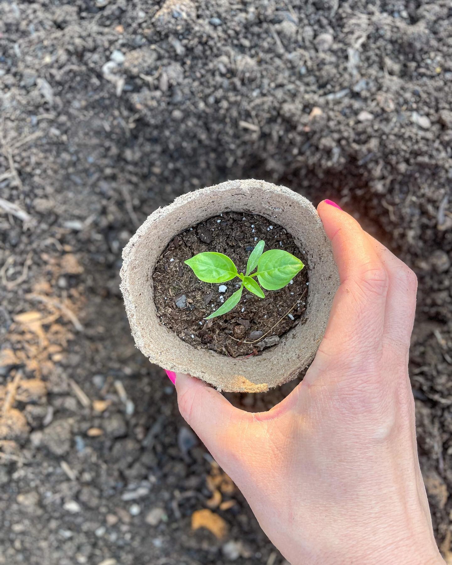 feeling so grateful for the little things today 

☀️ sunshine
☀️ dirt in my hands
☀️ seedlings turned into plants
☀️ being blessed with the best friends 
☀️ celebrating all the things together
☀️ genuine conversations

.
.
.
#gardenboxes #gardenlife 