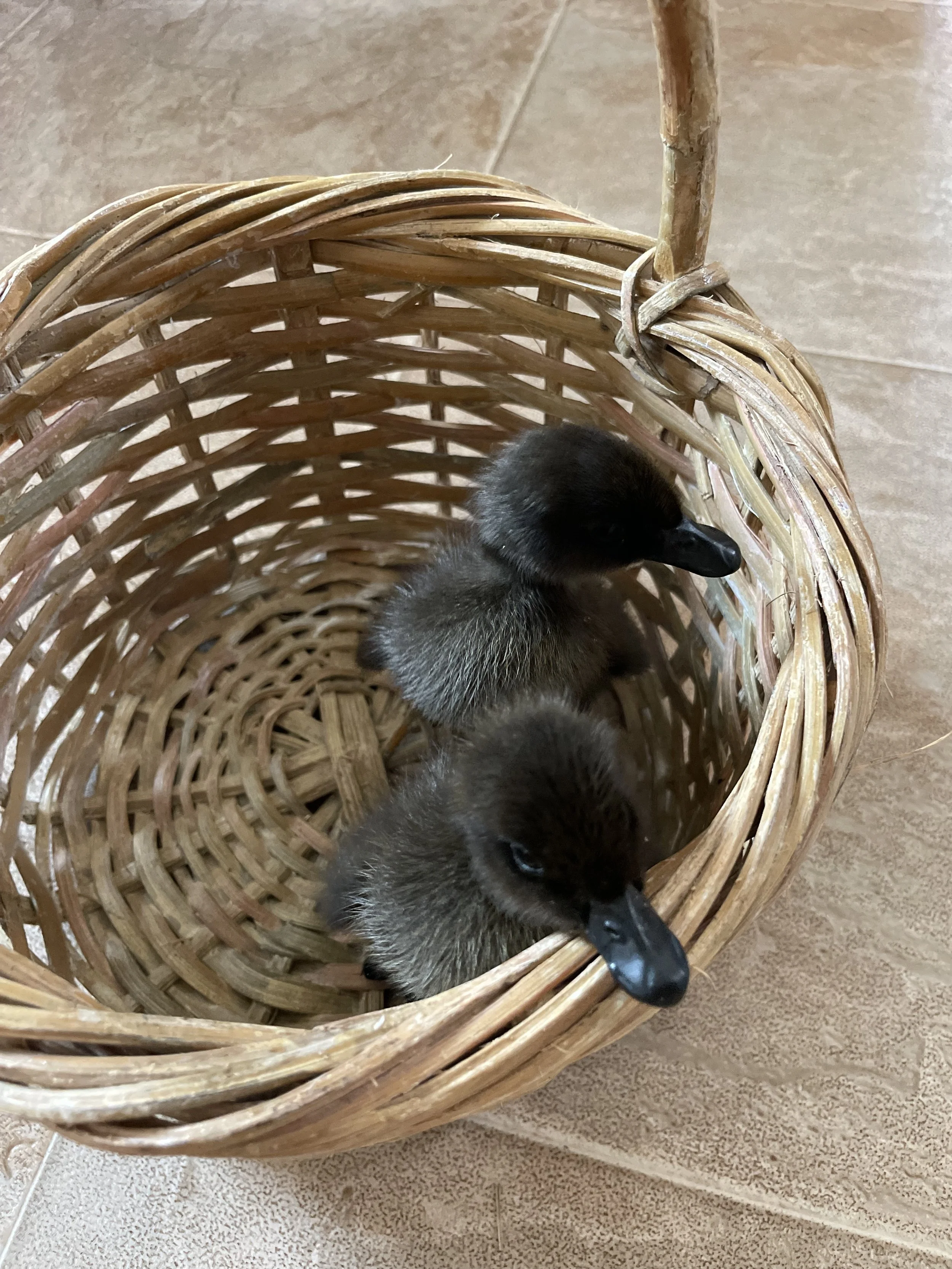 ducks 2.jpg
