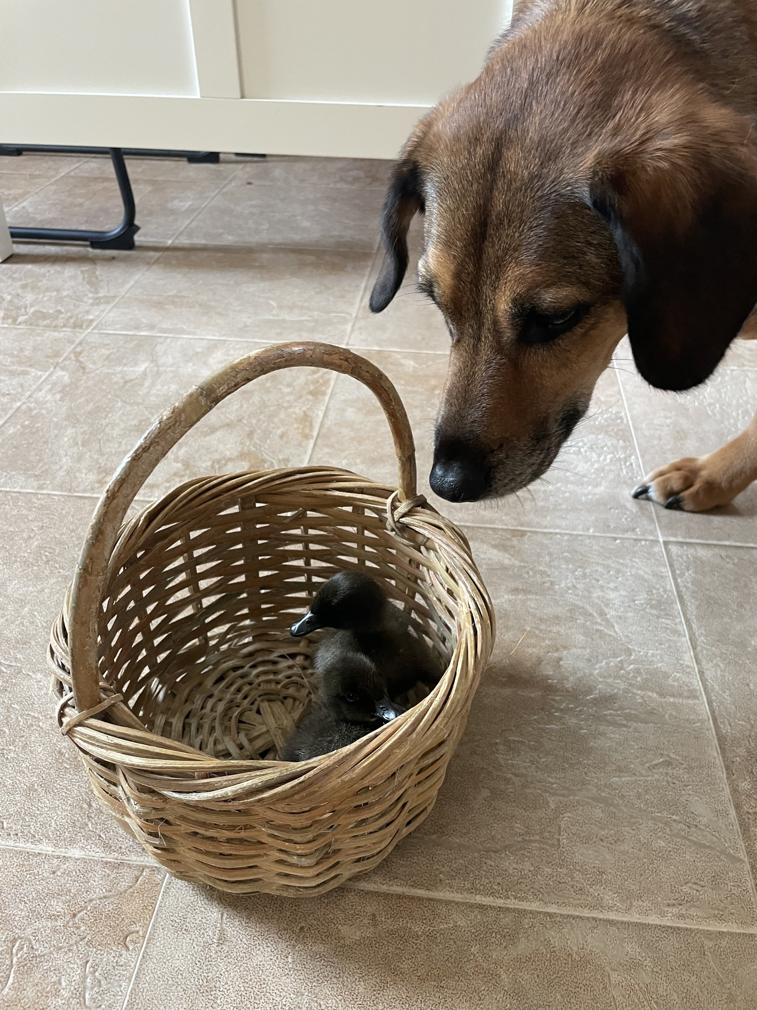 ducks 1.jpg