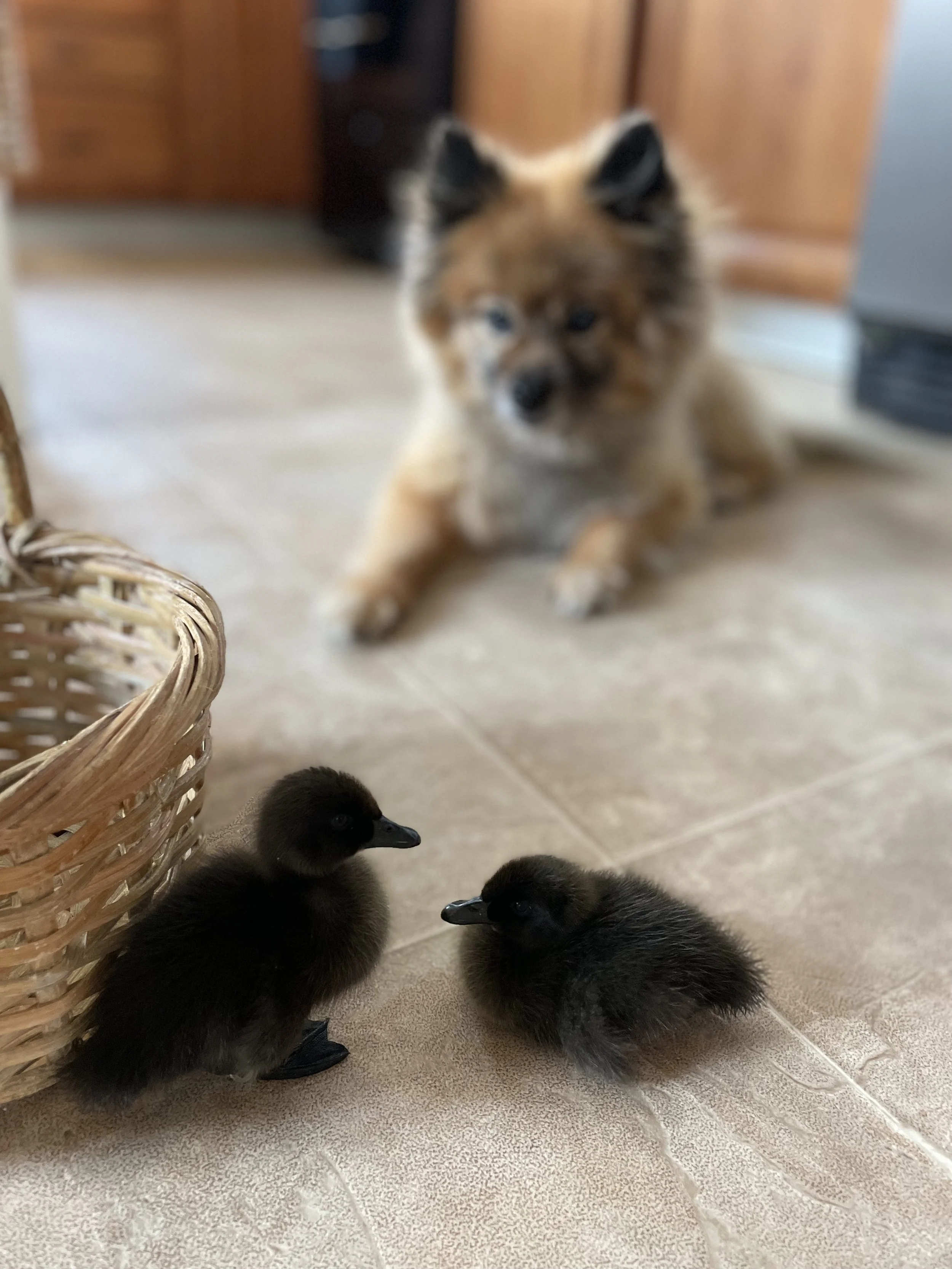 ducks 3.jpg