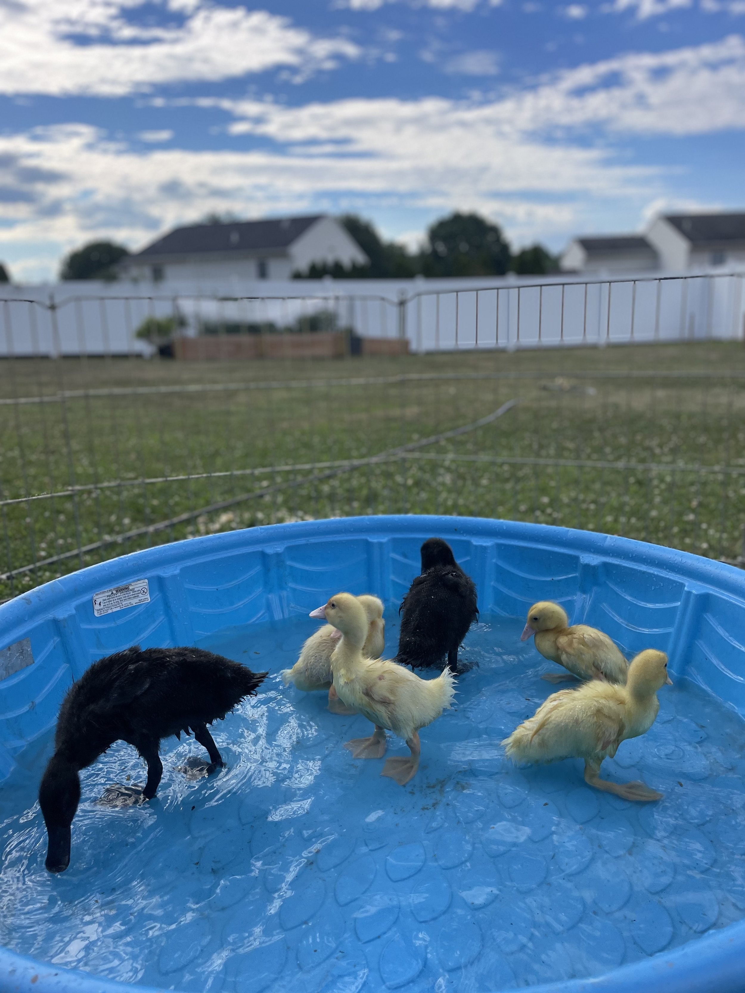 kiddie pool.jpg