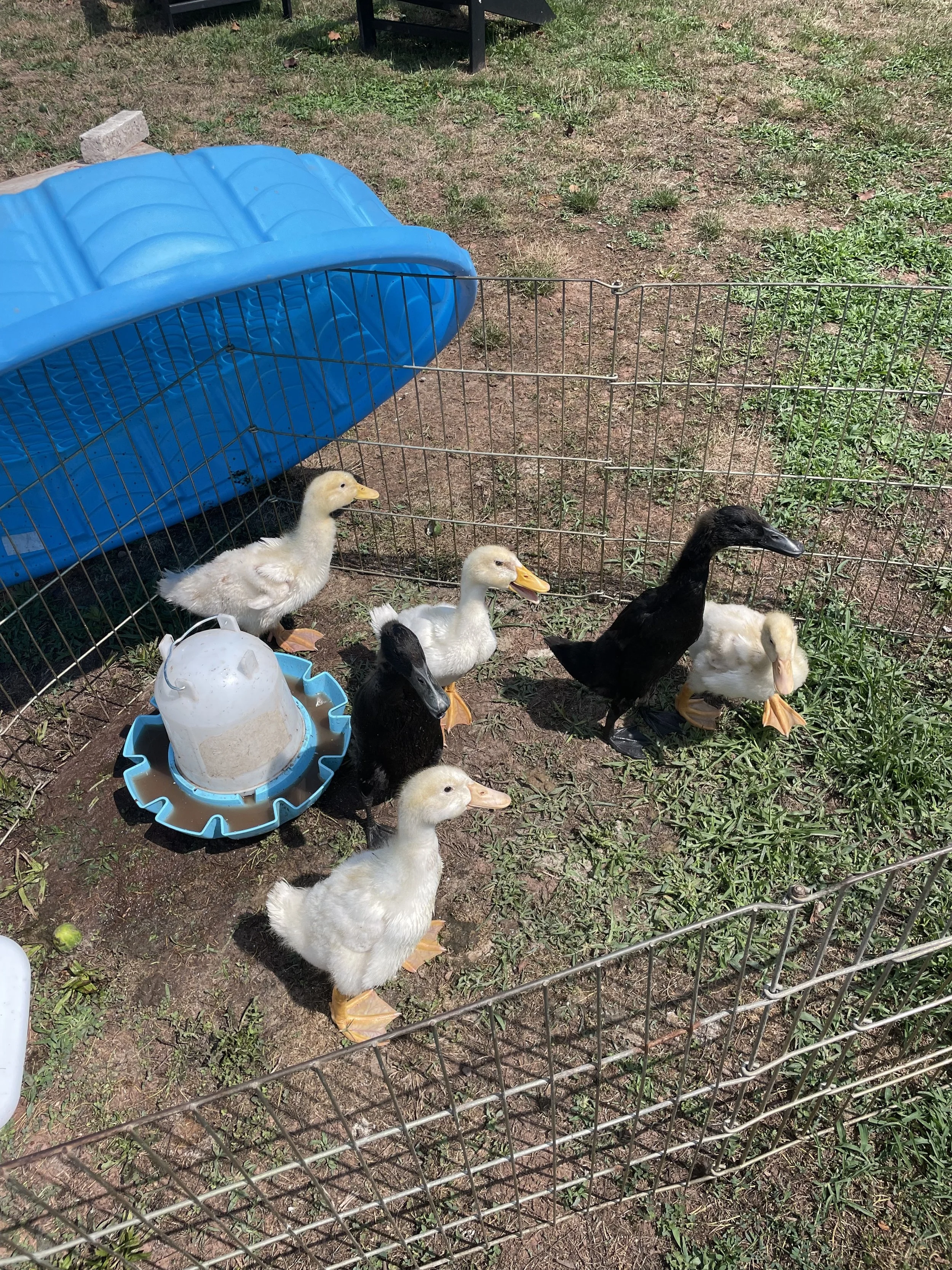 kiddie pool 3.jpg