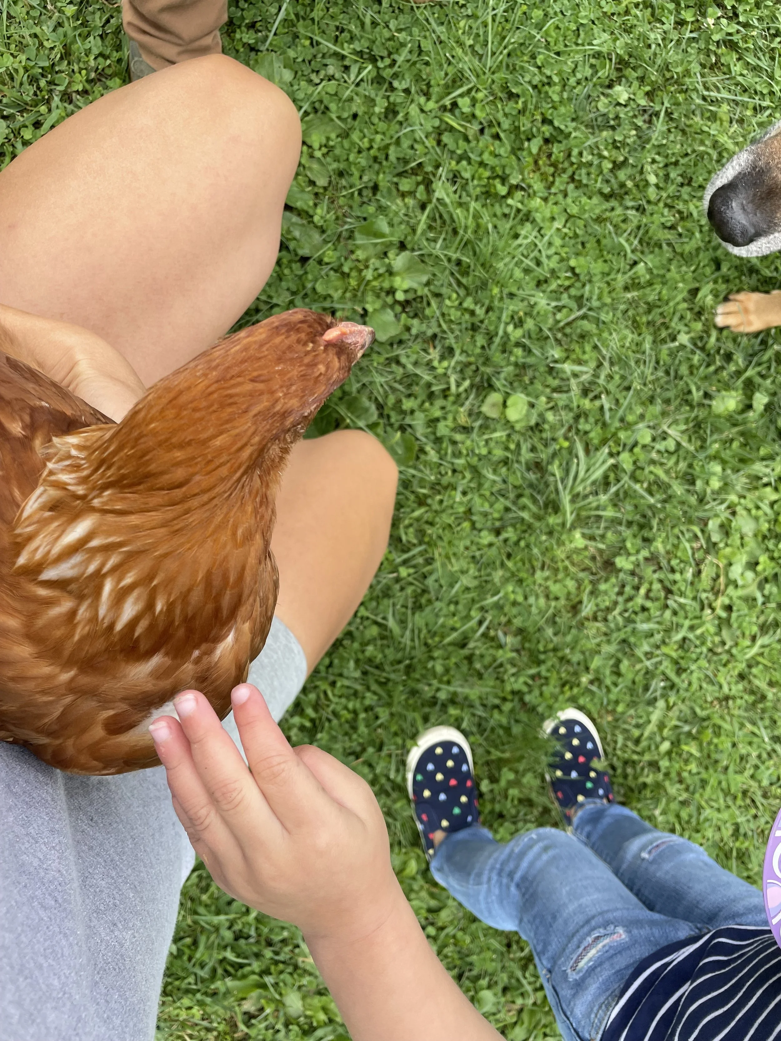 pet chicken.jpg