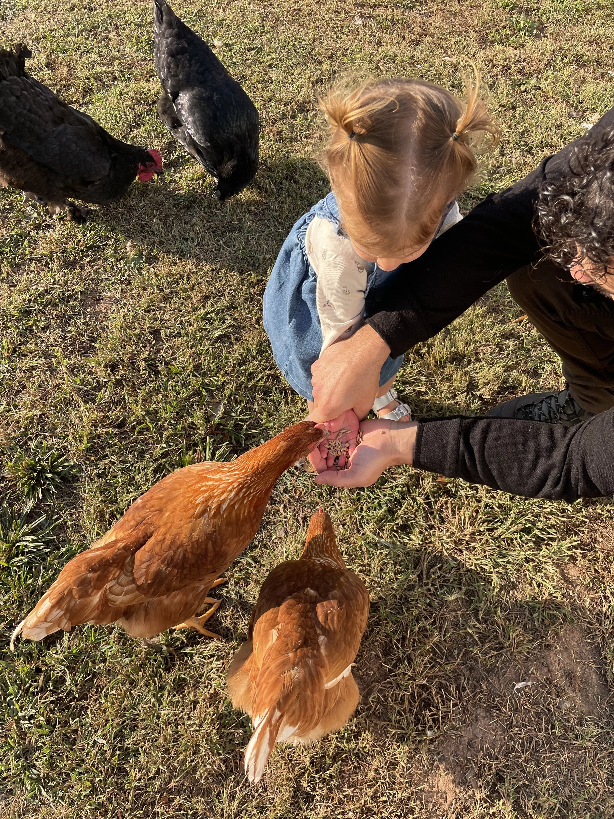 pet chicken 2.jpg