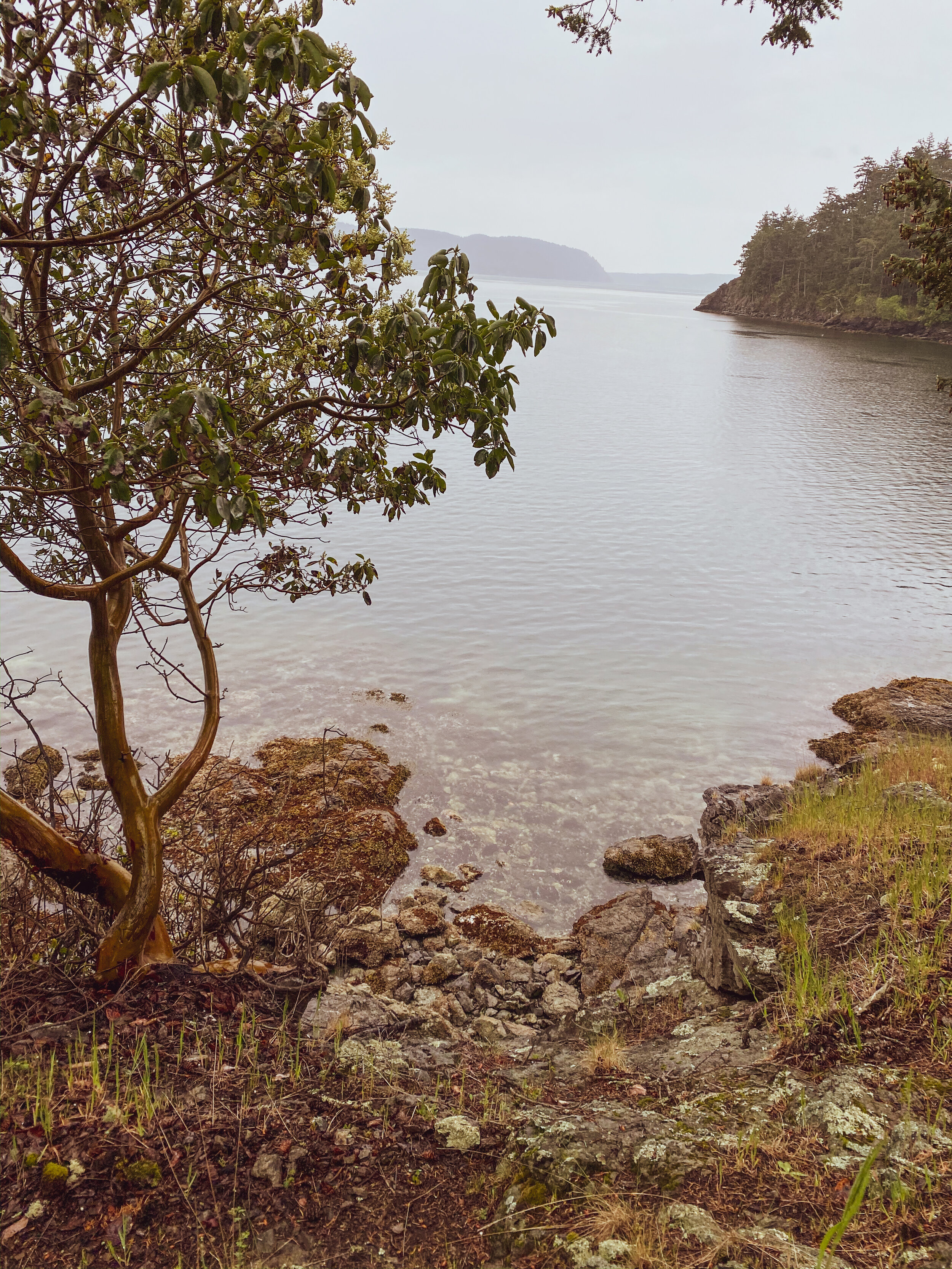 Orcas nature-7.jpg