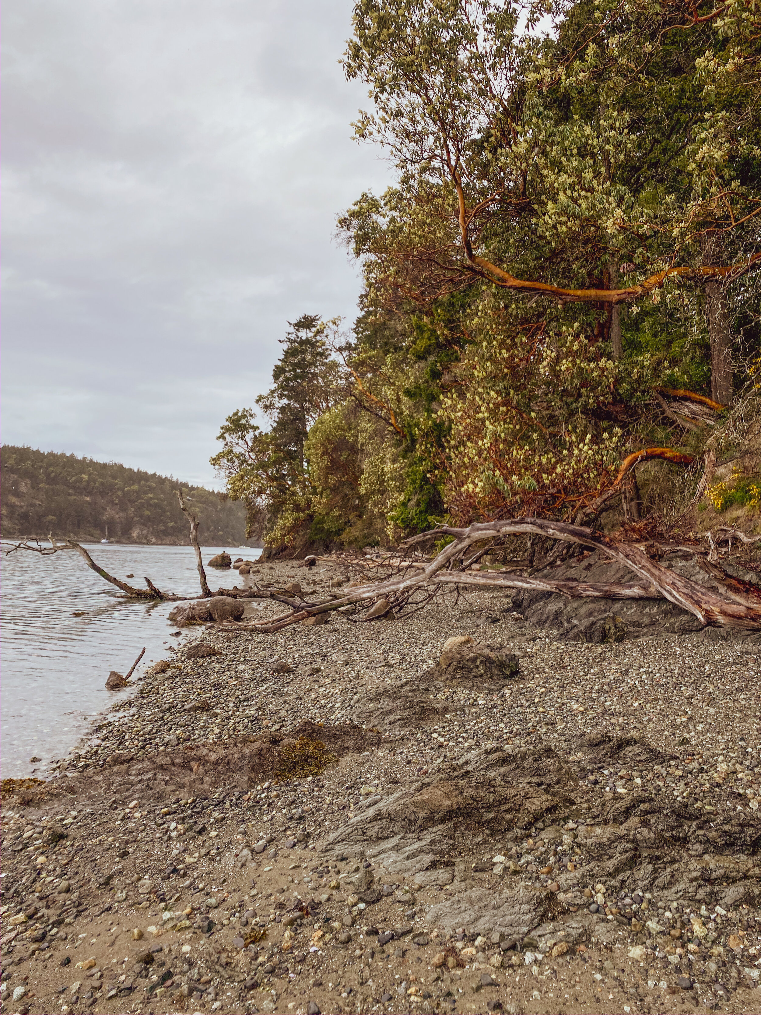 Orcas nature-5.jpg