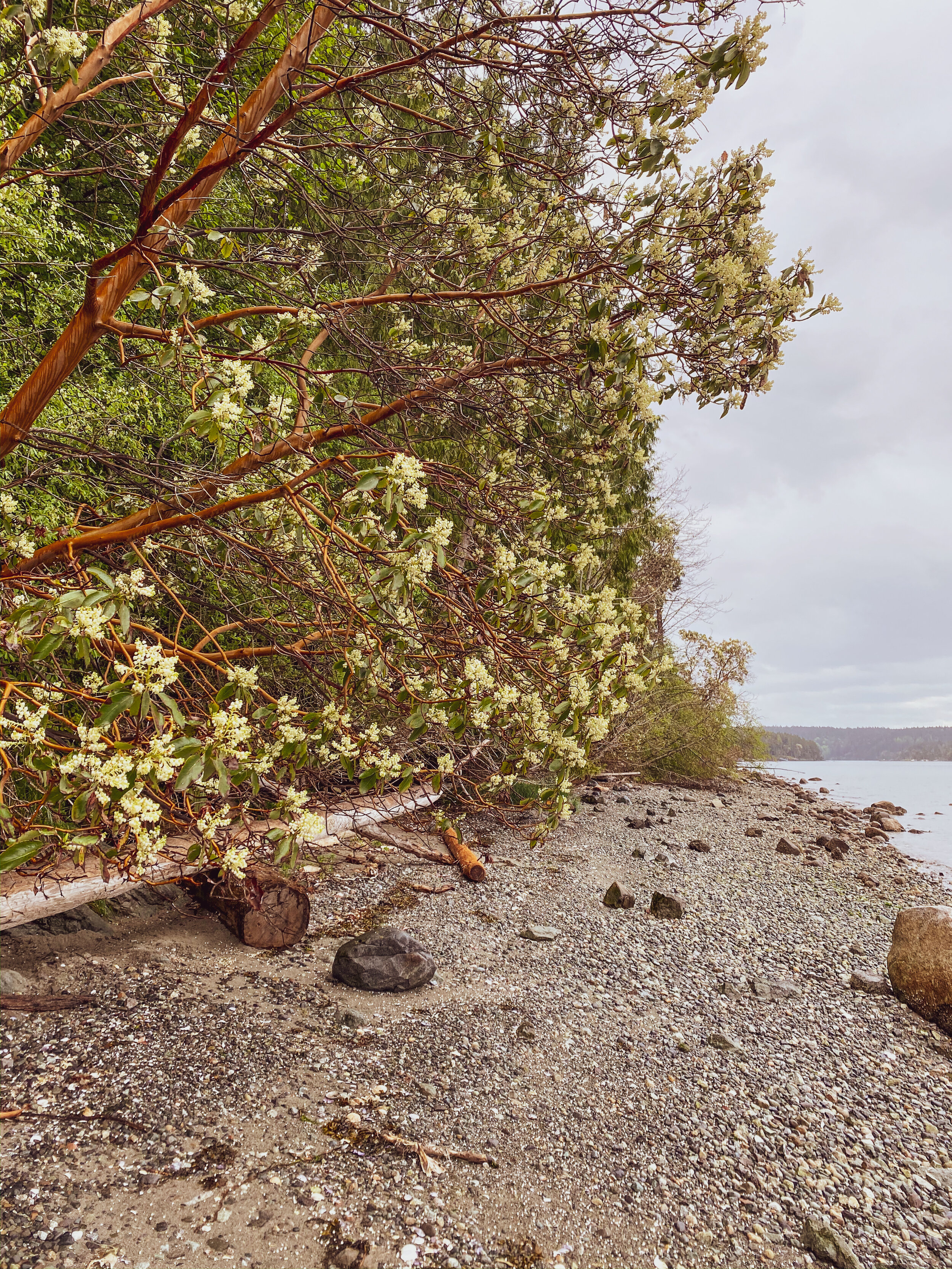 Orcas nature-4.jpg