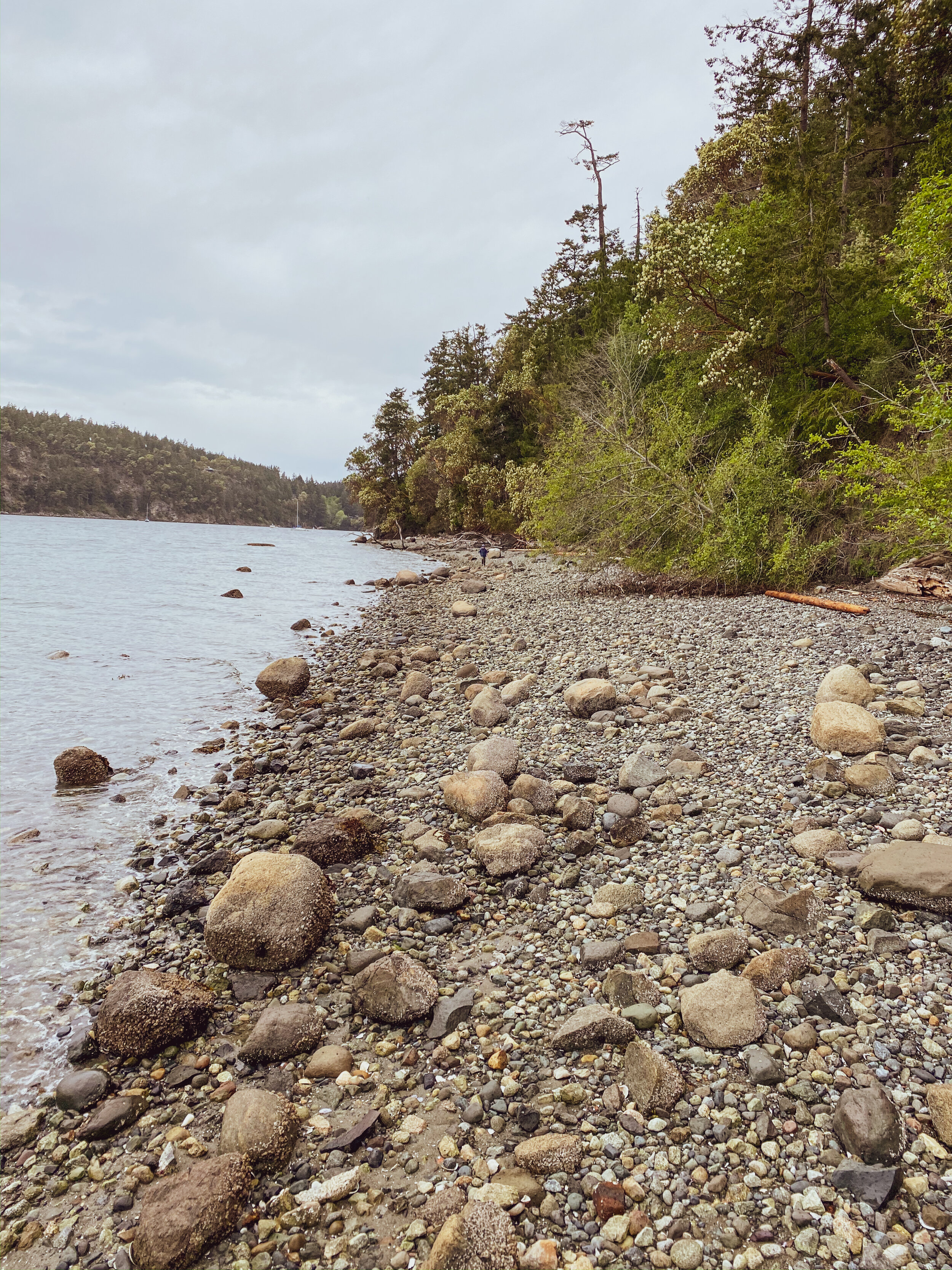 Orcas nature-9.jpg