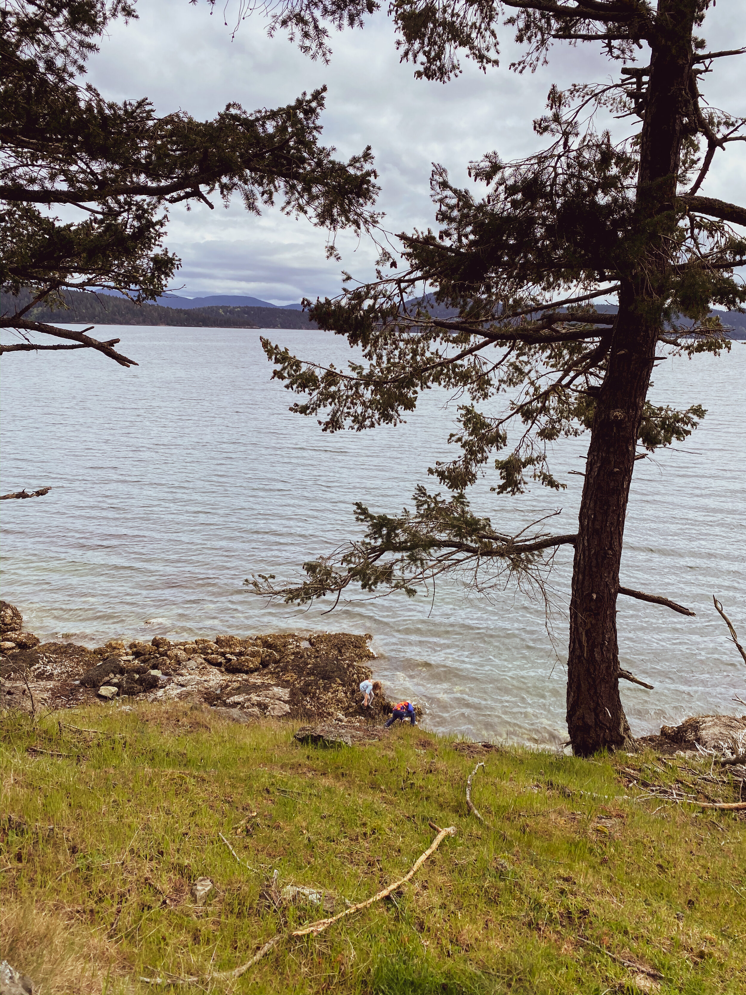 Orcas nature.jpg