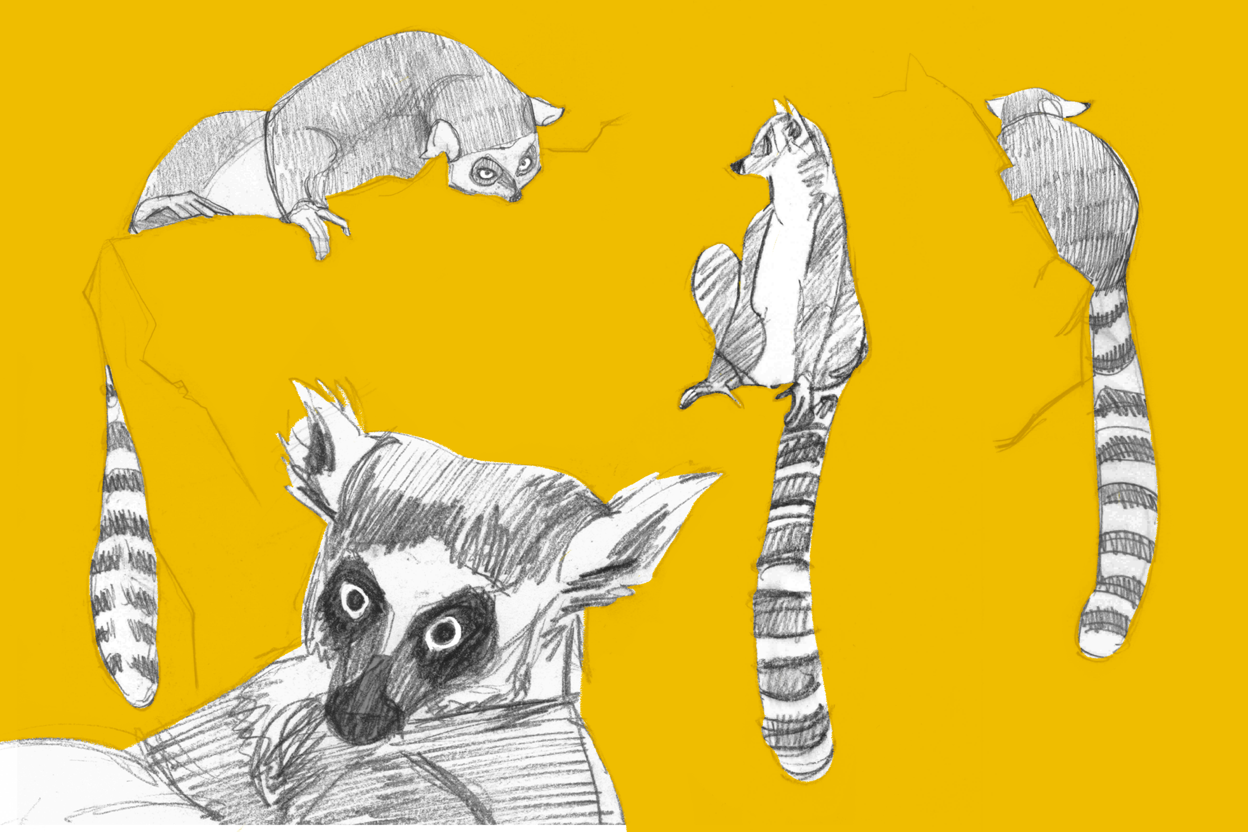 lemur.png