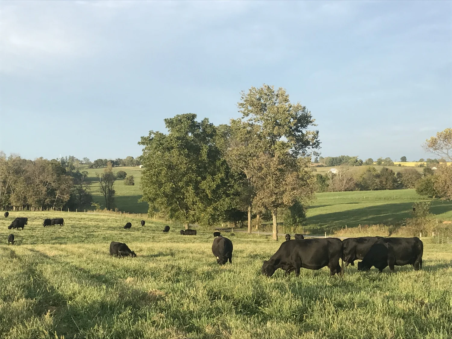 Dutch Creek Farm