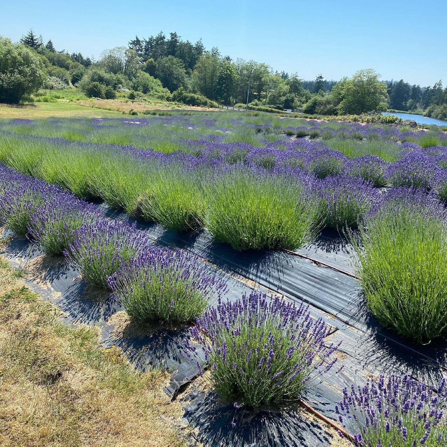 Got some lavender buds!