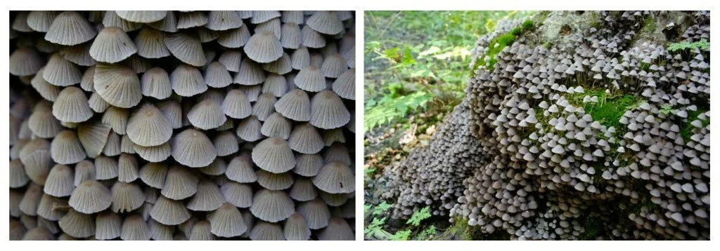An impressive fruiting of the fairy ink cap, Coprinellus disseminatus. If only these were as pleasing to the tongue as they are to the eye!