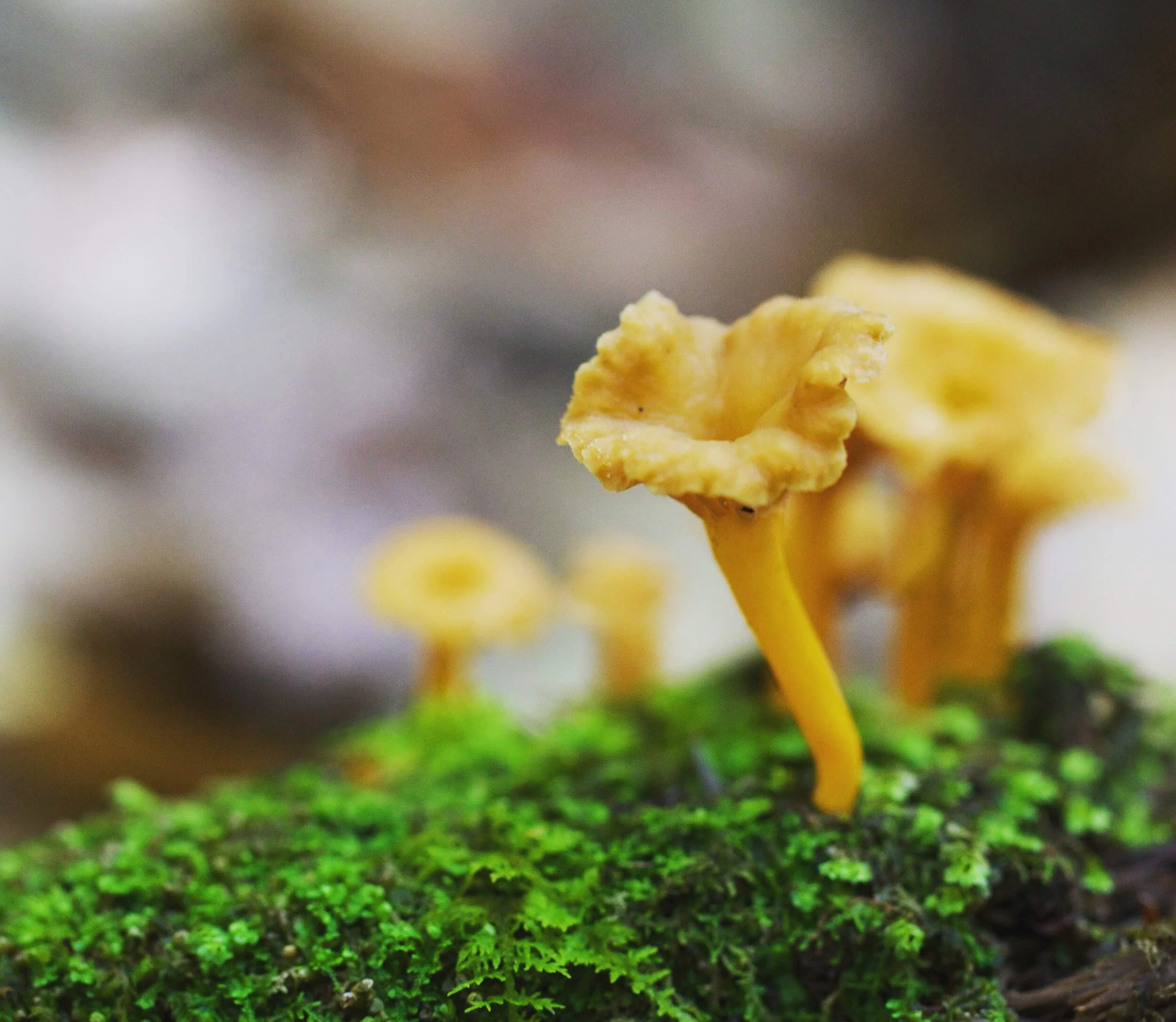 Membership — The Mushroom Forager