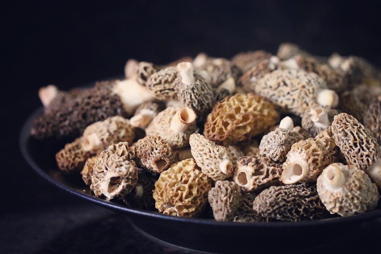 Folks, now is the time. They&rsquo;re back, and this will be the peak week for Green Mountain morels. Just how good it will be - whether merely good or truly epic - we shall soon find out. ✨ Check out the link in our profile to read Ari&rsquo;s lates