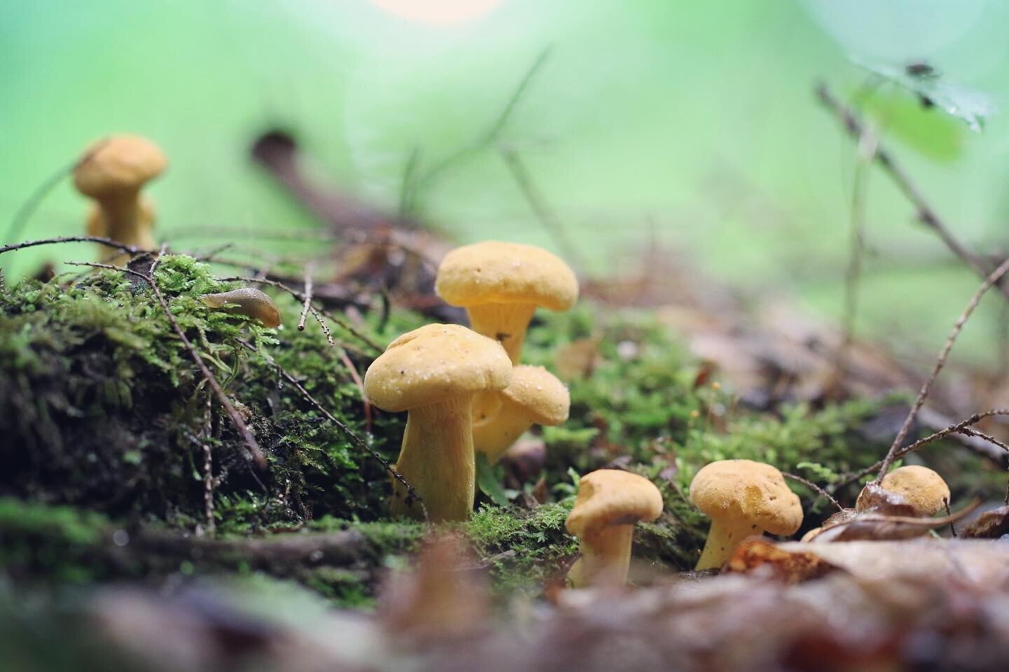 Golden chanterelles, classic summer wild mushrooms, have arrived early this year in Vermont. Check out the link in our profile to read Ari&rsquo;s latest post ✨ Happy Summer Solstice!