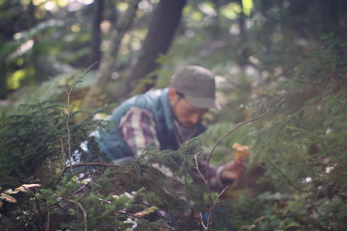 Do you love wild mushrooms? We invite you to participate in our new 2022 season Mycophile Membership program! We&rsquo;re excited to launch this new program aligning with the Northeast peak mushroom hunting season. Discover how to safely and fruitful