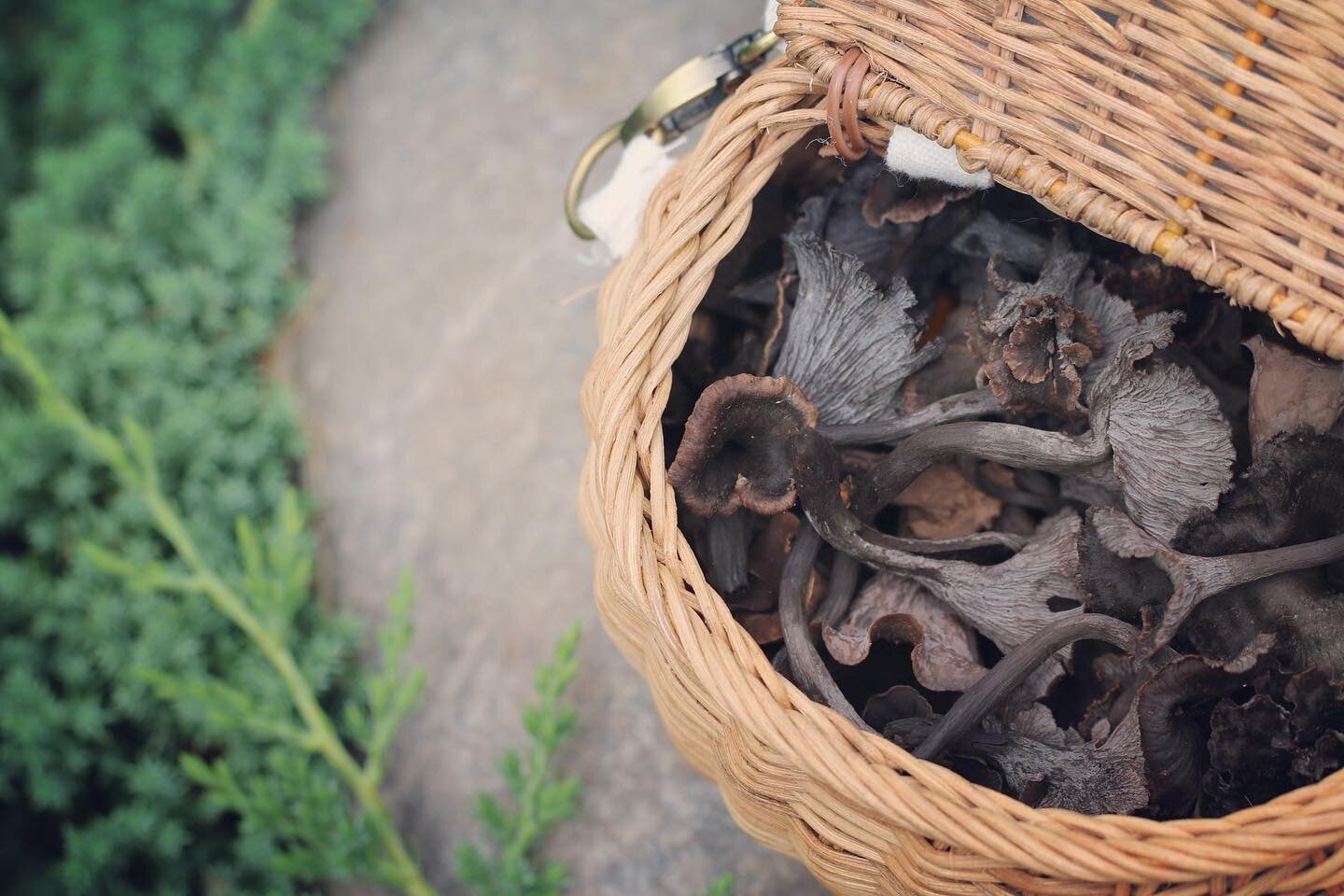 It has been a dry season, but today the woods are on. Sure enough, there they are - a stunning flush of black trumpets hidden among the brown leaves and beechnuts. The trumpet aroma is as immediate as ever, summoning memories of seasons past while ro