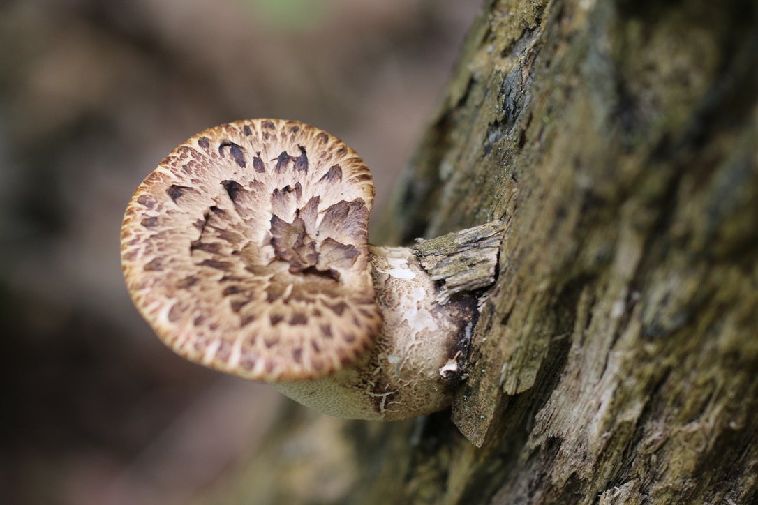 Wild Spring Edibles of the Northeast
