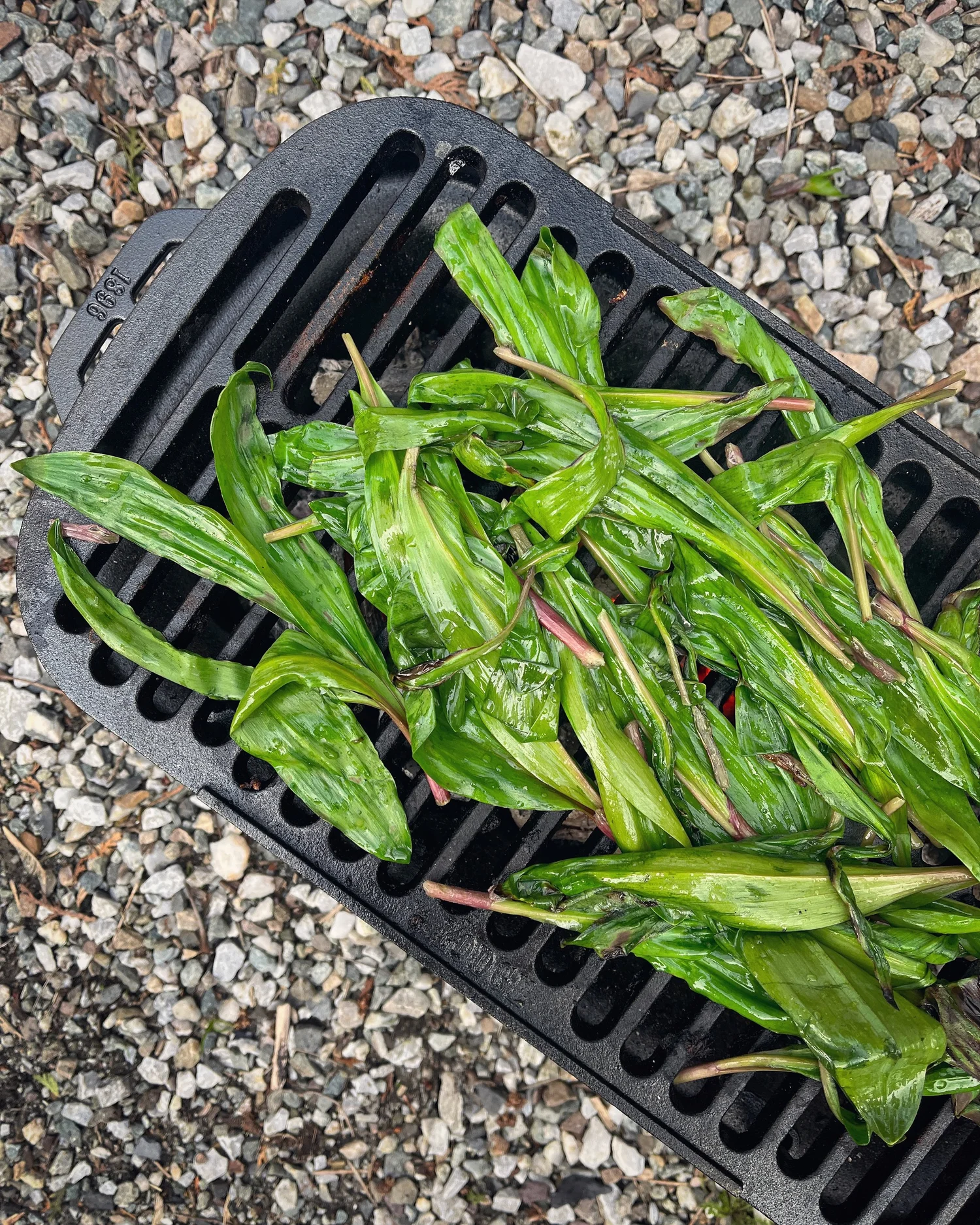 Returning to the Ramp Patch — The Mushroom Forager