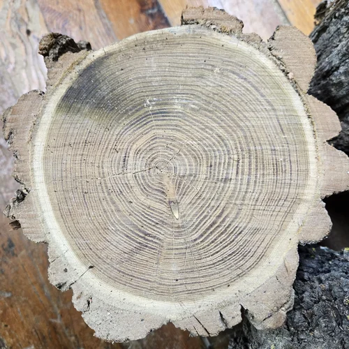 The Stories Trees Tell: Unlocking the Secrets of Tree Rings — Grayhill ...