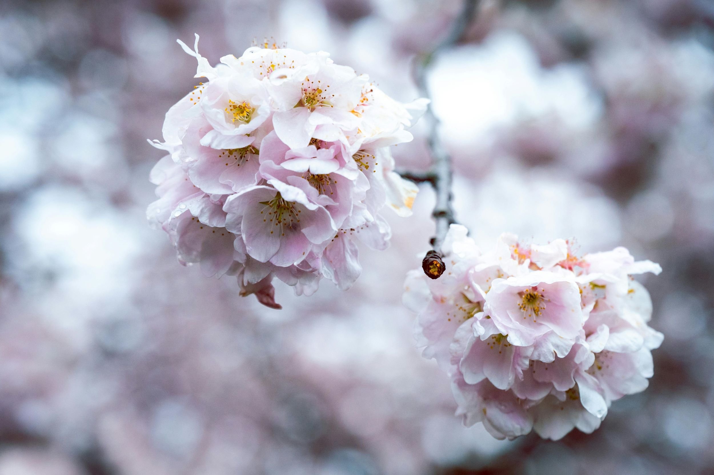 15  Stunning Places to See Cherry Blossoms Across the U.S.