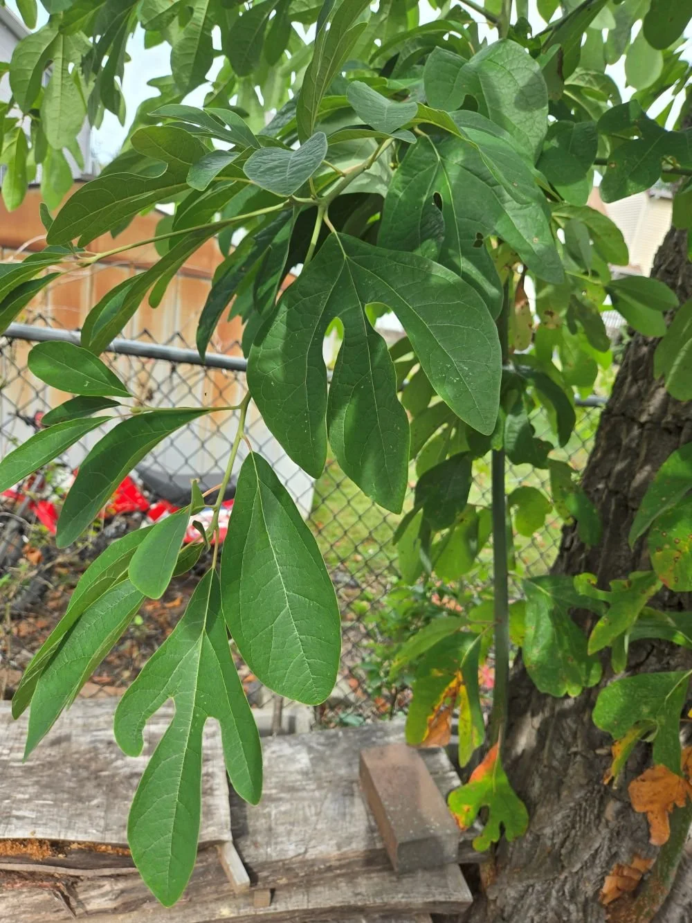 The Sassafras Chronicles: One Tree's Secret Life as Forest Architect