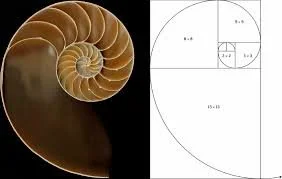 The Timeless Elegance of The Golden Ratio — Grayhill Woodworking LLC