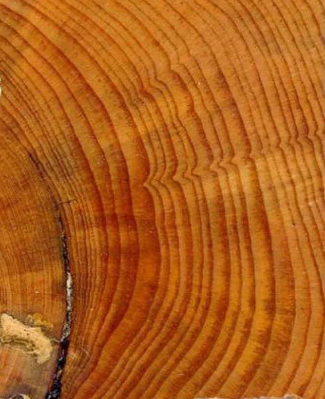 The Stories Trees Tell: Unlocking the Secrets of Tree Rings — Grayhill ...