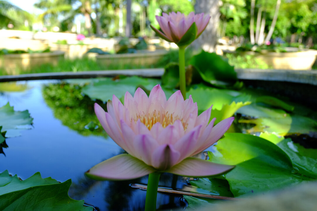 water-lily.jpg