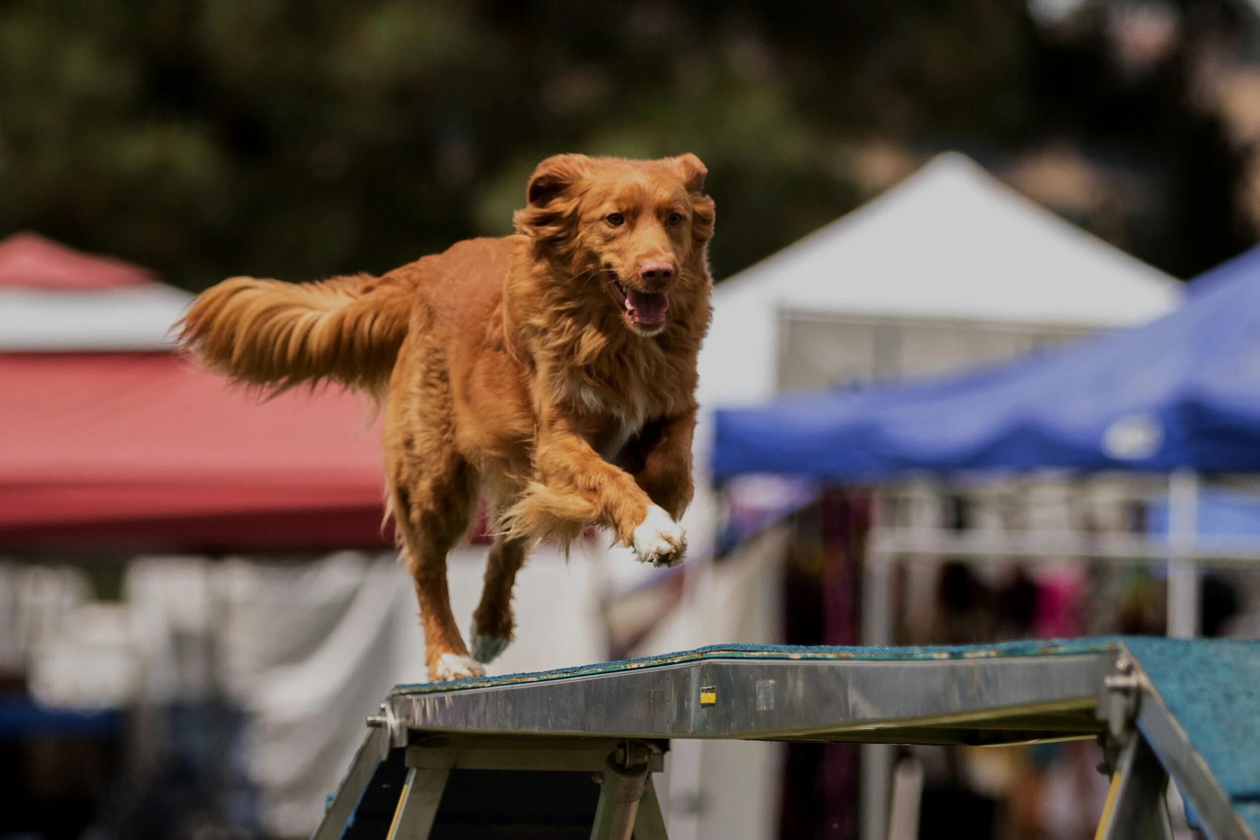 Golden Gate Dog Sports