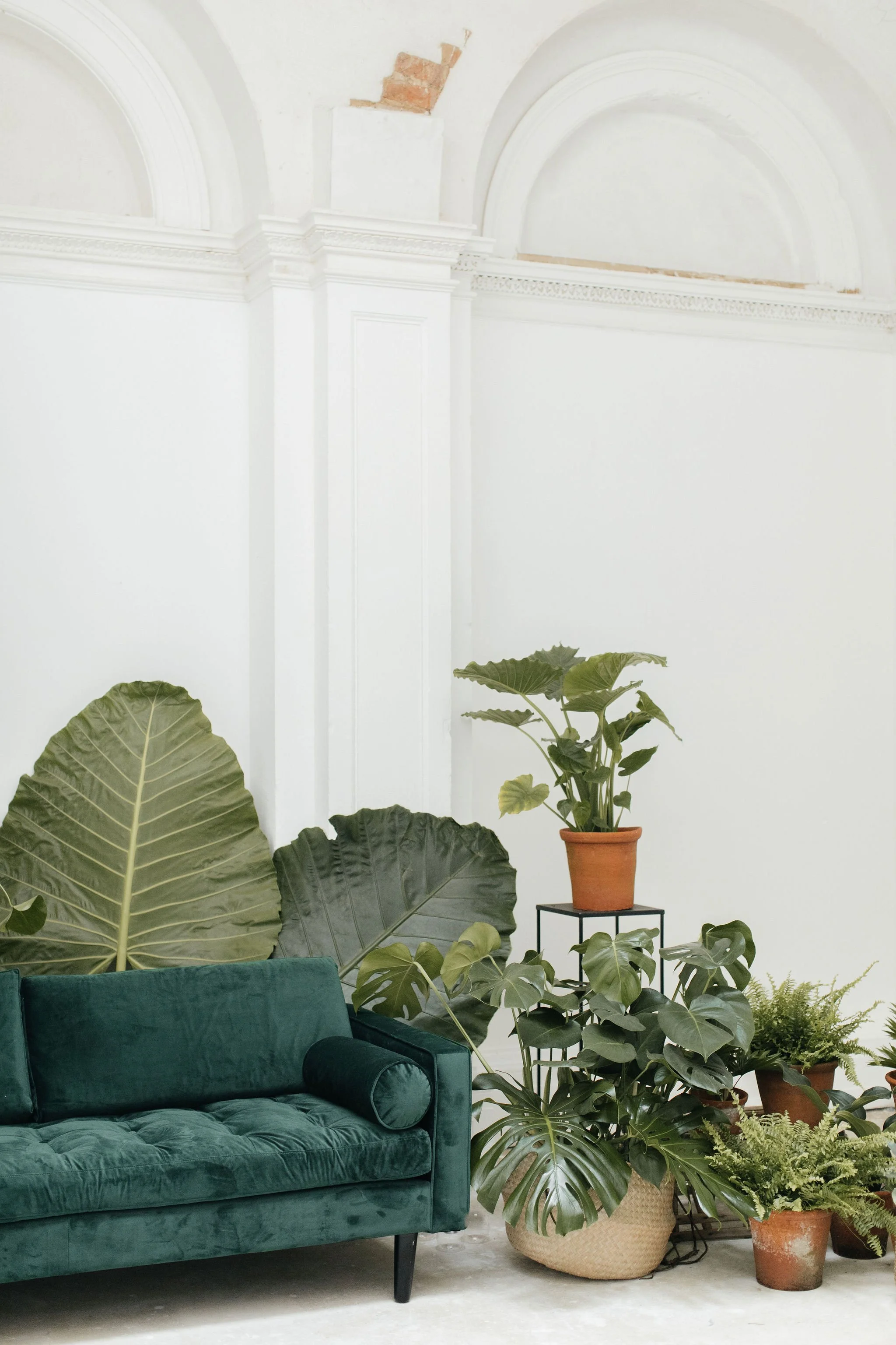 Interior with a green velvet sofa, large leafy plants, and white walls with ornate molding.
