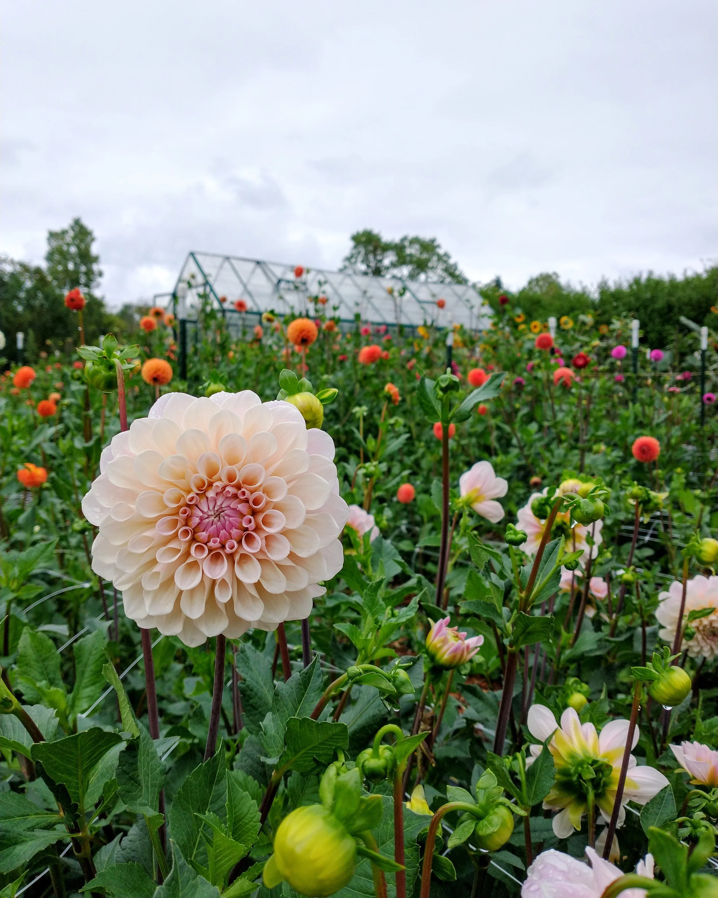 Peachy Keene Flower Farm