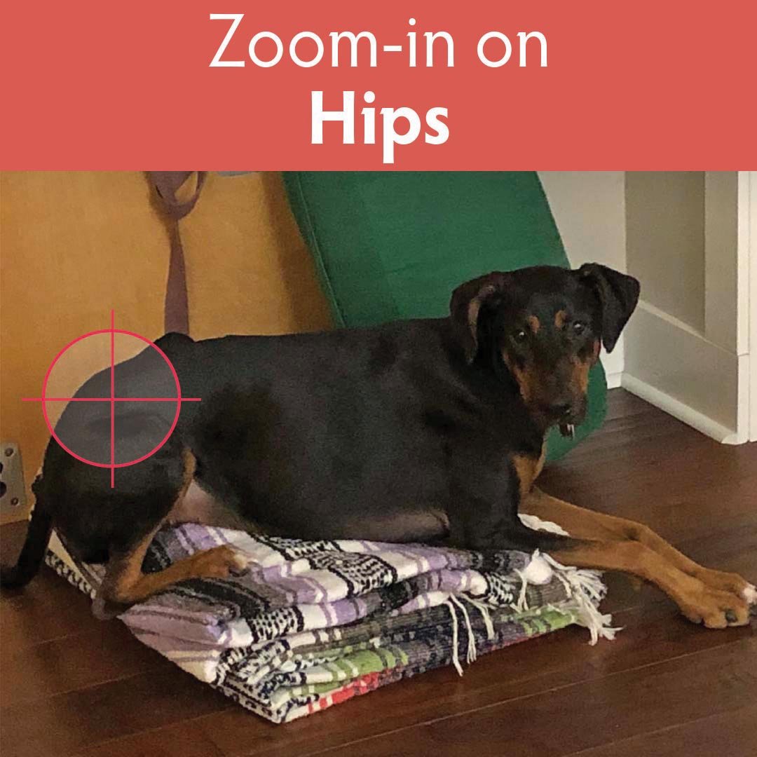 hips.jpg