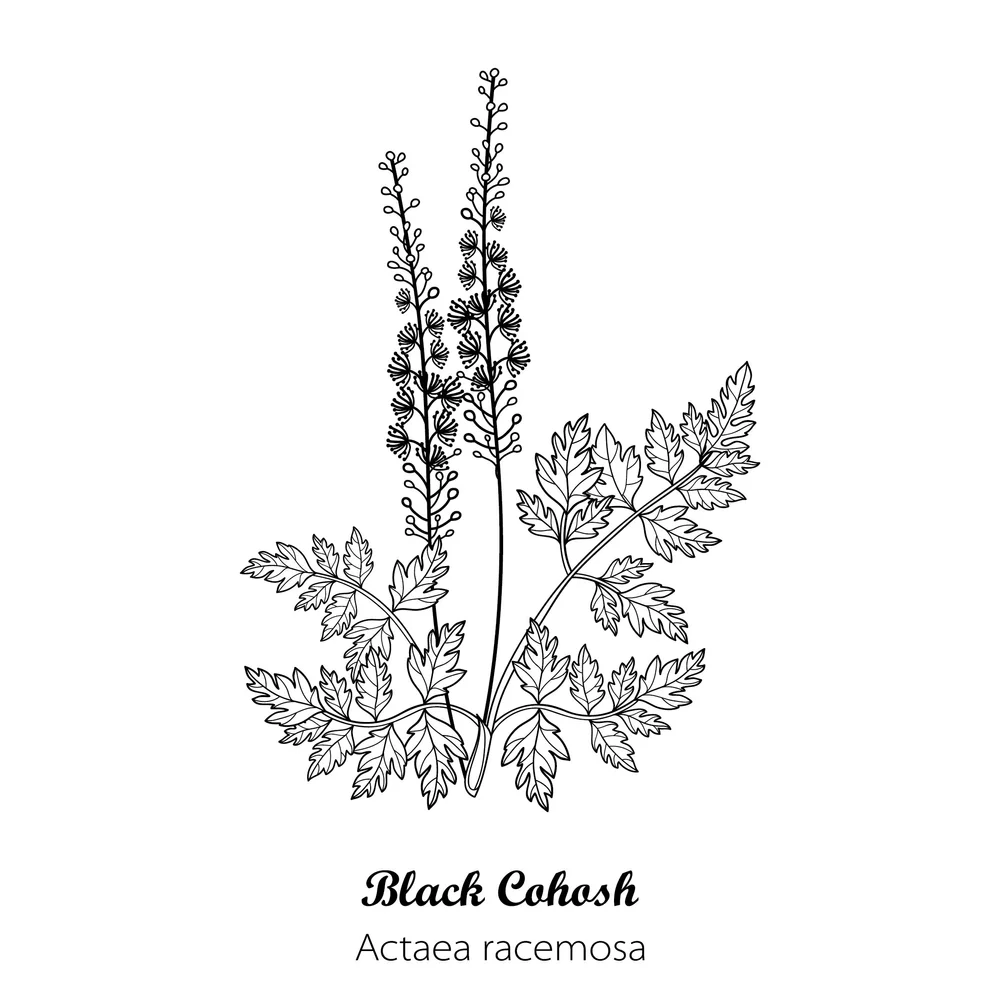 Black Cohosh Drawing