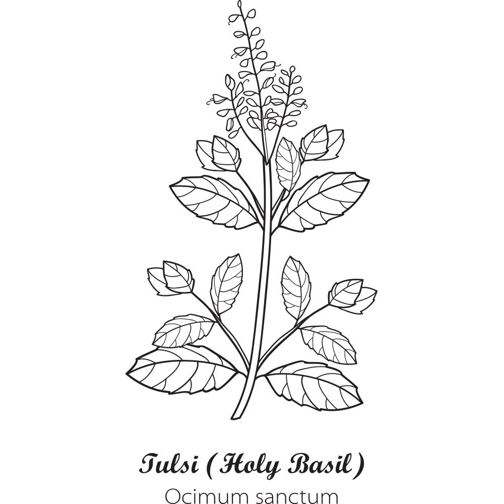 Tulsi Holy Basil Seeds