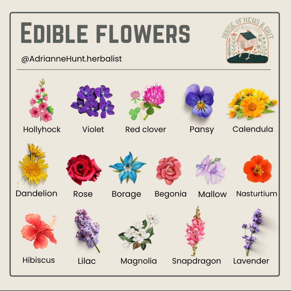 Around here we see hollyhocks, violets, red clover and dandelions. I&rsquo;ve got calendula and lavender growing on the edges of every garden bed and cultivated roses in front of my house. Wild Roses grow wild all around our seasonal river bed and so