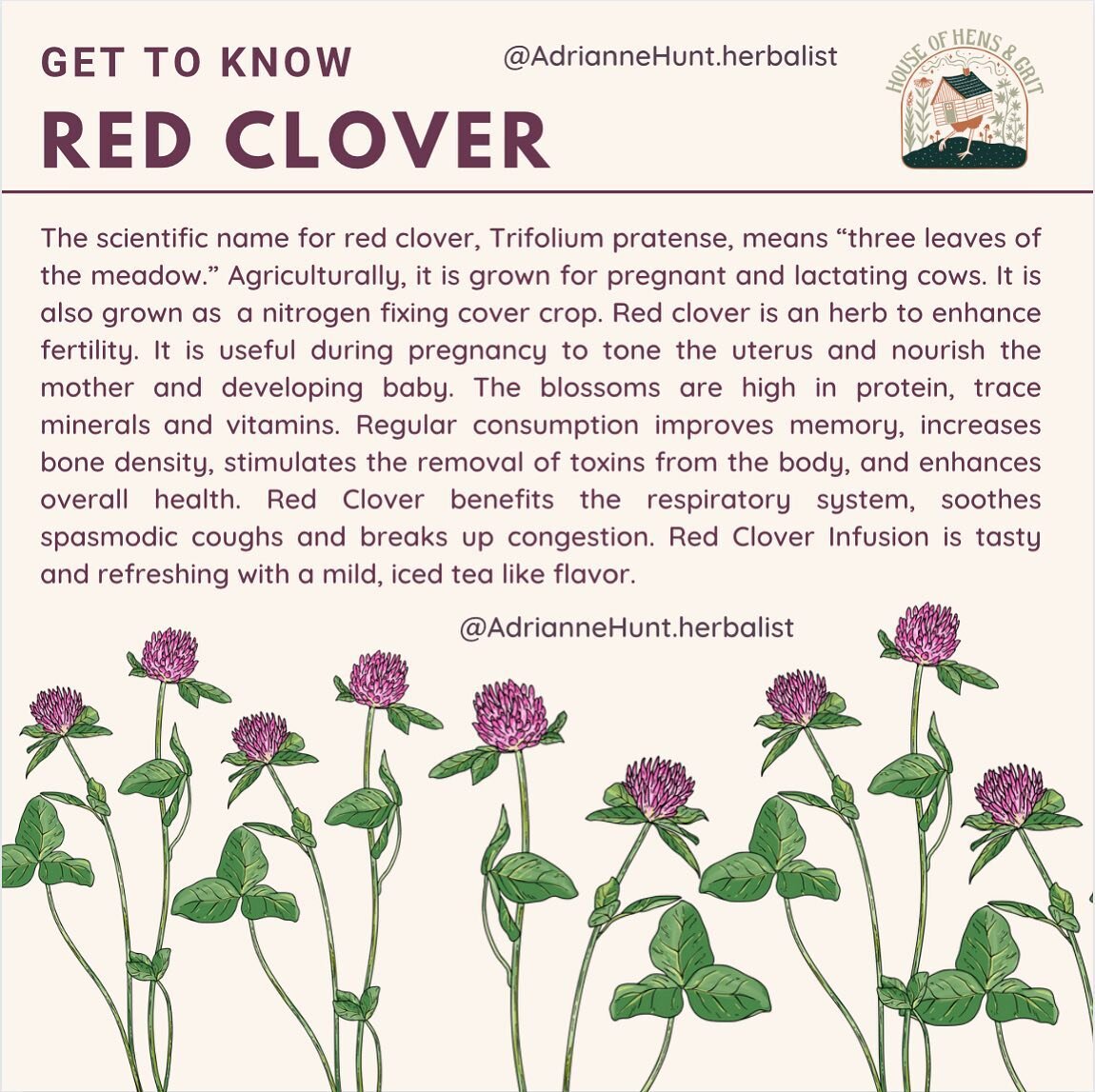 Red Clover is one of my favorite nutritive dense herbs. I always have a 5 pound bag of red clover seeds that I spread by the handful throughout the spring, summer and fall. If there is bare soil in my garden, I&rsquo;ll spread some red clover seeds. 