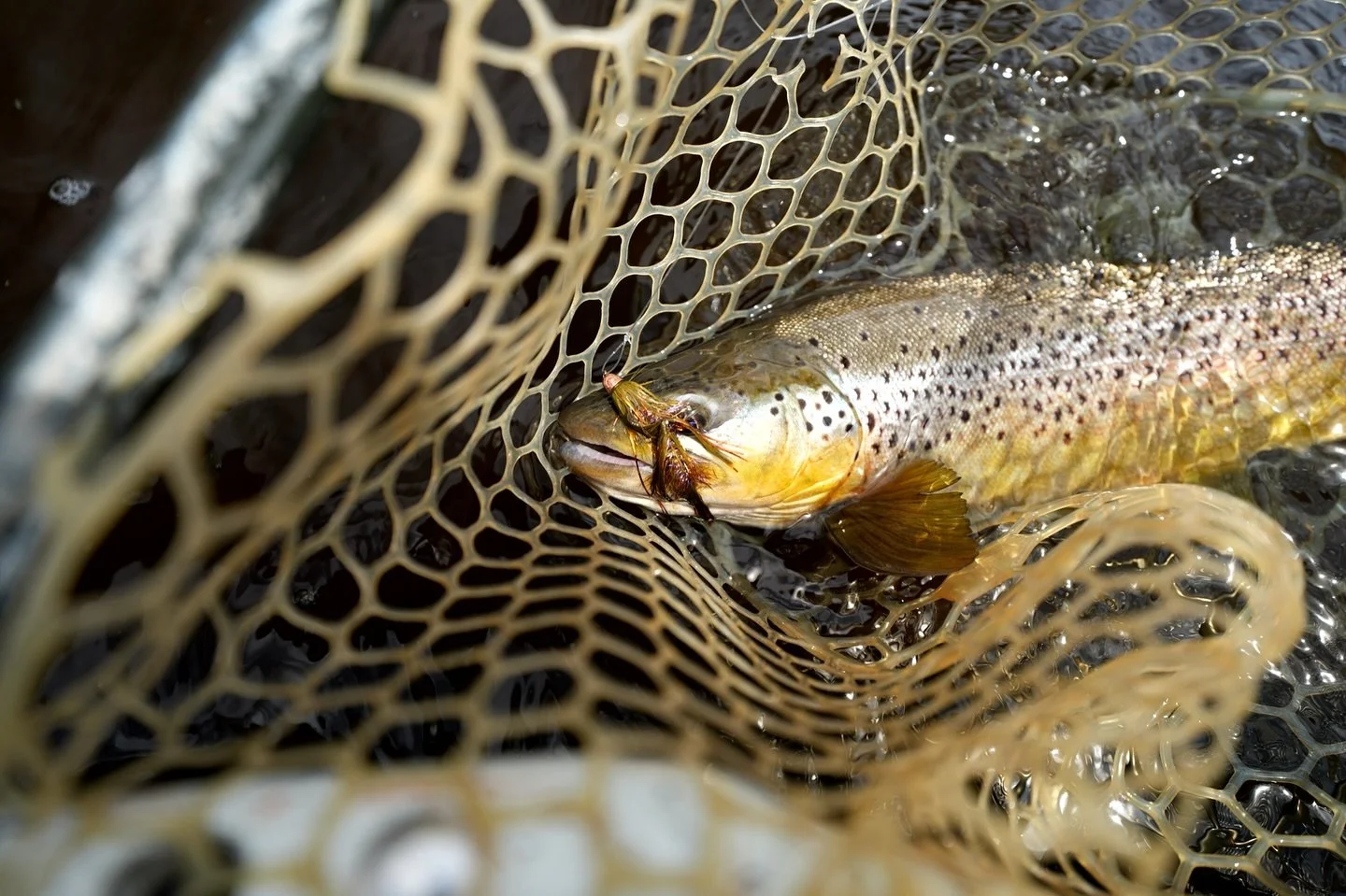 Streamer time is coming ! Looking for a new streamer stick check us out &hellip;
www.nativerodco.com
 📸 @rnickolas @coloradoladyangler 
#makeeverycastcount #nativerodco #nativerodcompany #getoutside #streamerlife #streamerjunkie #stripstripboom #tha