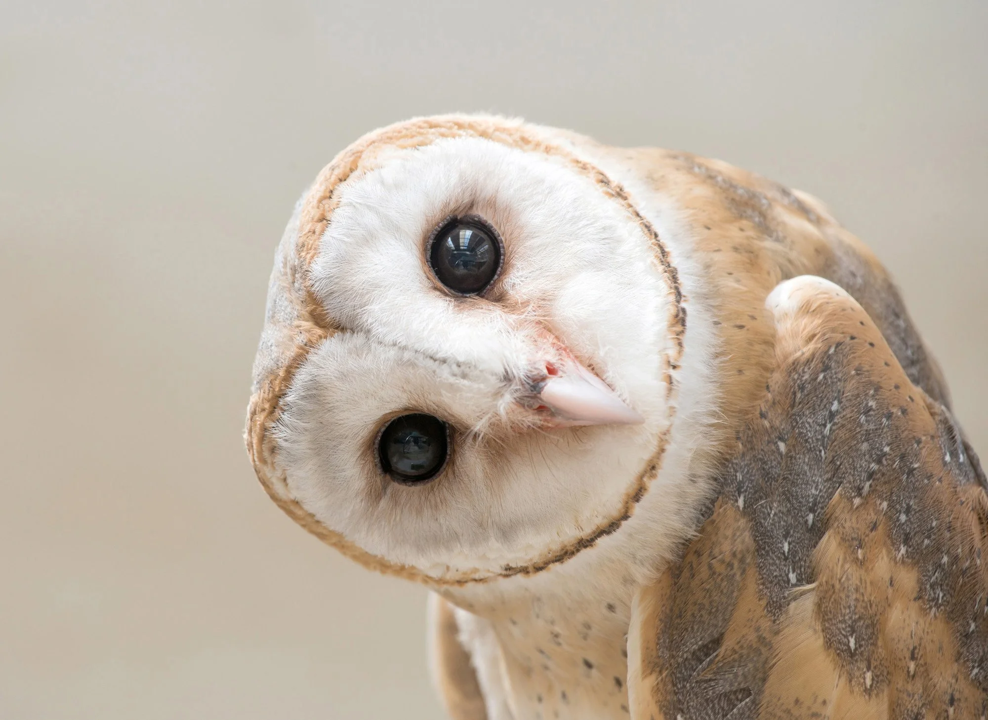 Biomimicry Institute