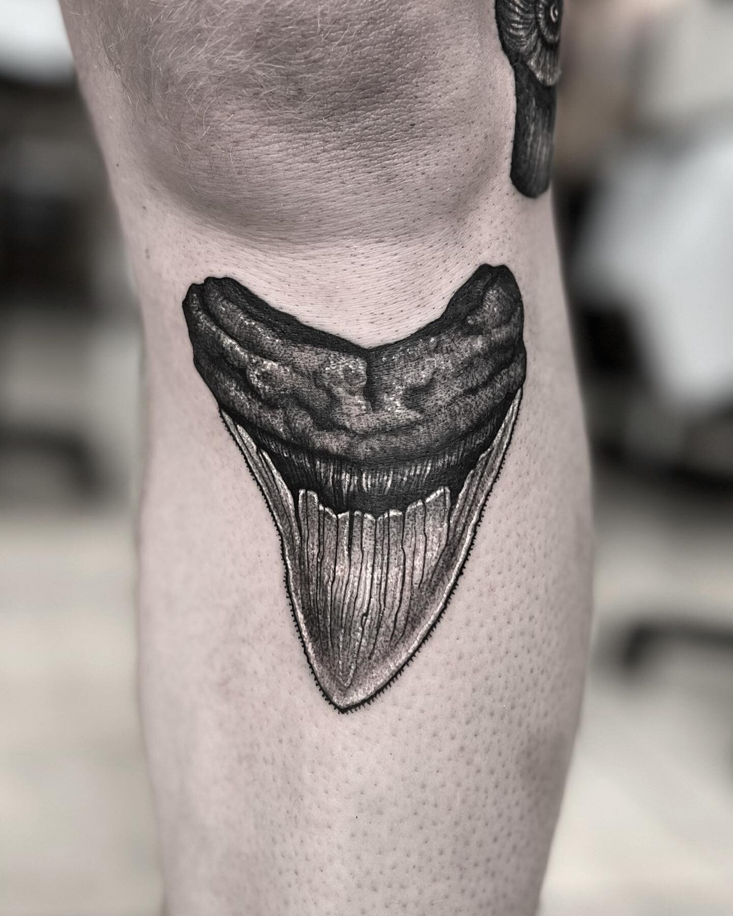 Sharktooth Saturday 🖤 🦈 
Swipe to see the cool ✨ammonite✨ tattoo we did on the side of the knee! 
✖️ Done at @sharktooth_tattoo ✖️
.
.
.
.
@goodguysupply
@industryinks
@hivecaps 
.
.
.
.
.
.
.
.
.
.
.
.
.
#tattoo #tattoos #tattooartist #tattooed #b