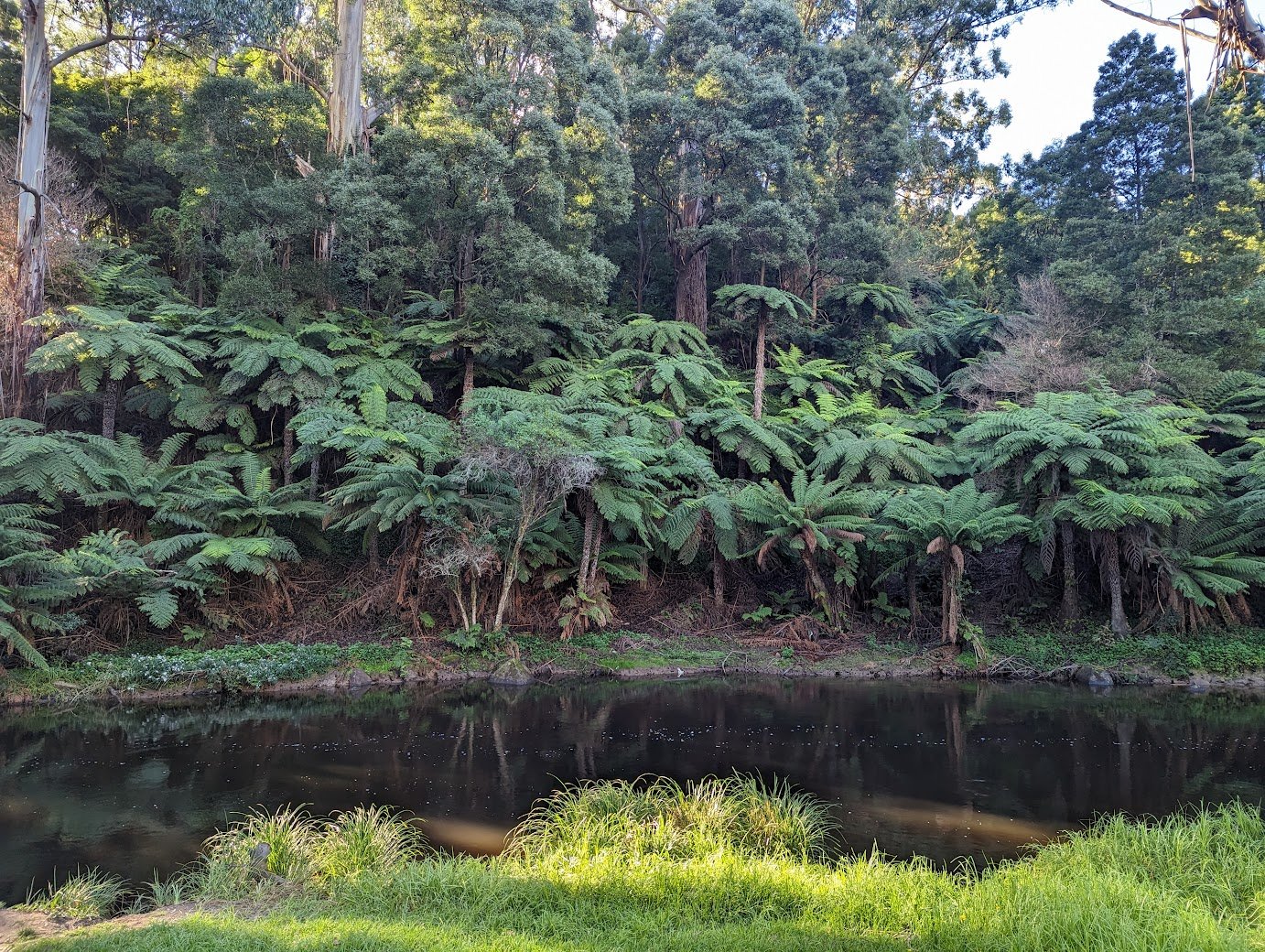 trees on river warburton.jpg