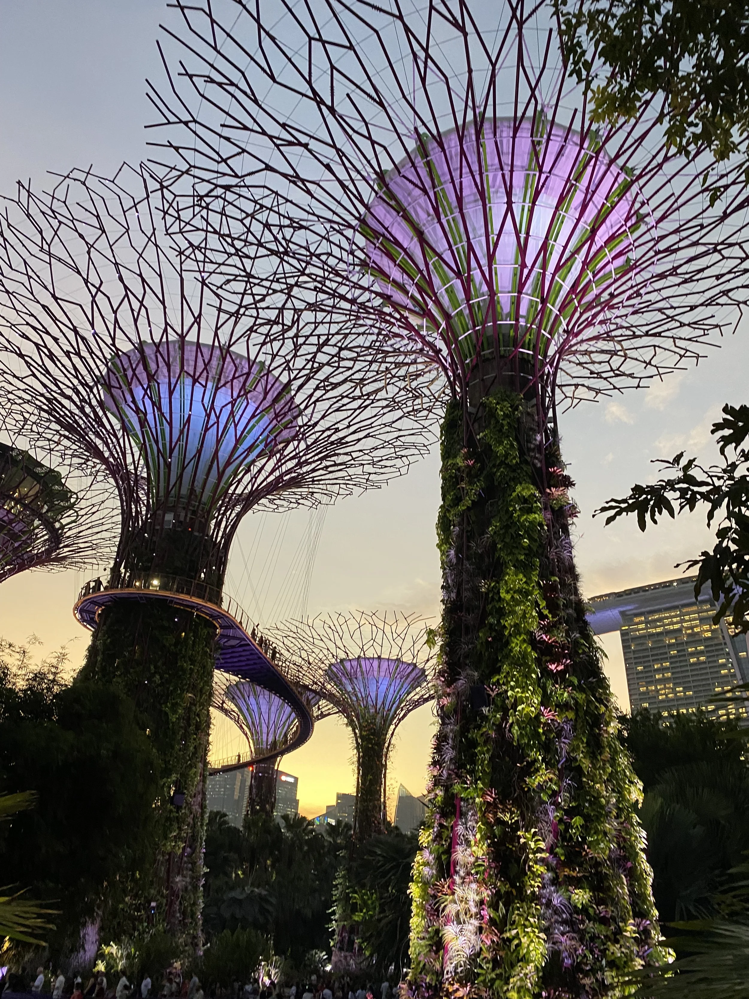 Supertree Grove