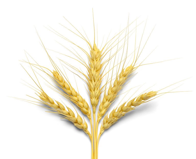51202603_s wheat.jpg