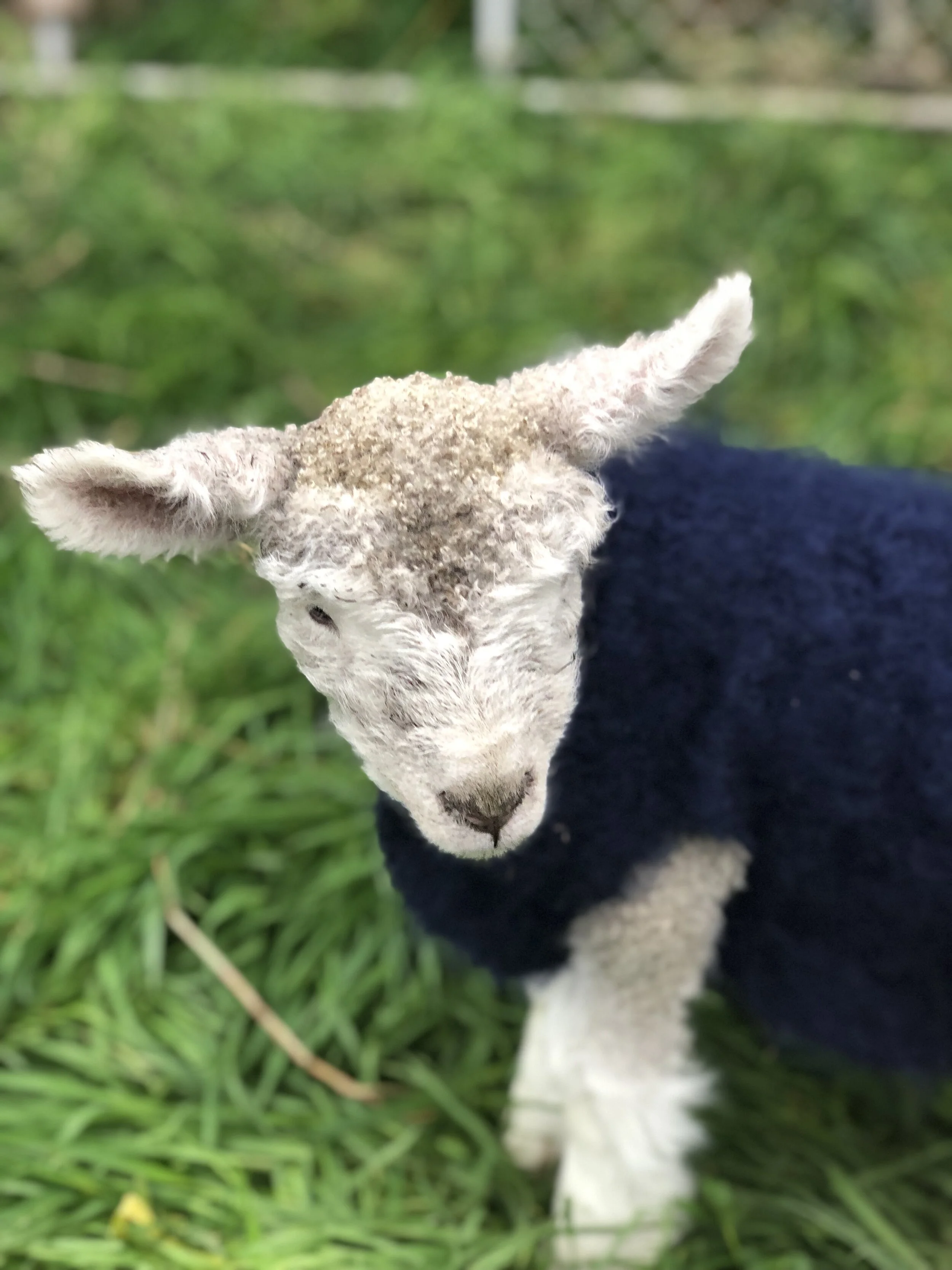 Community Project - Pet lamb jackets