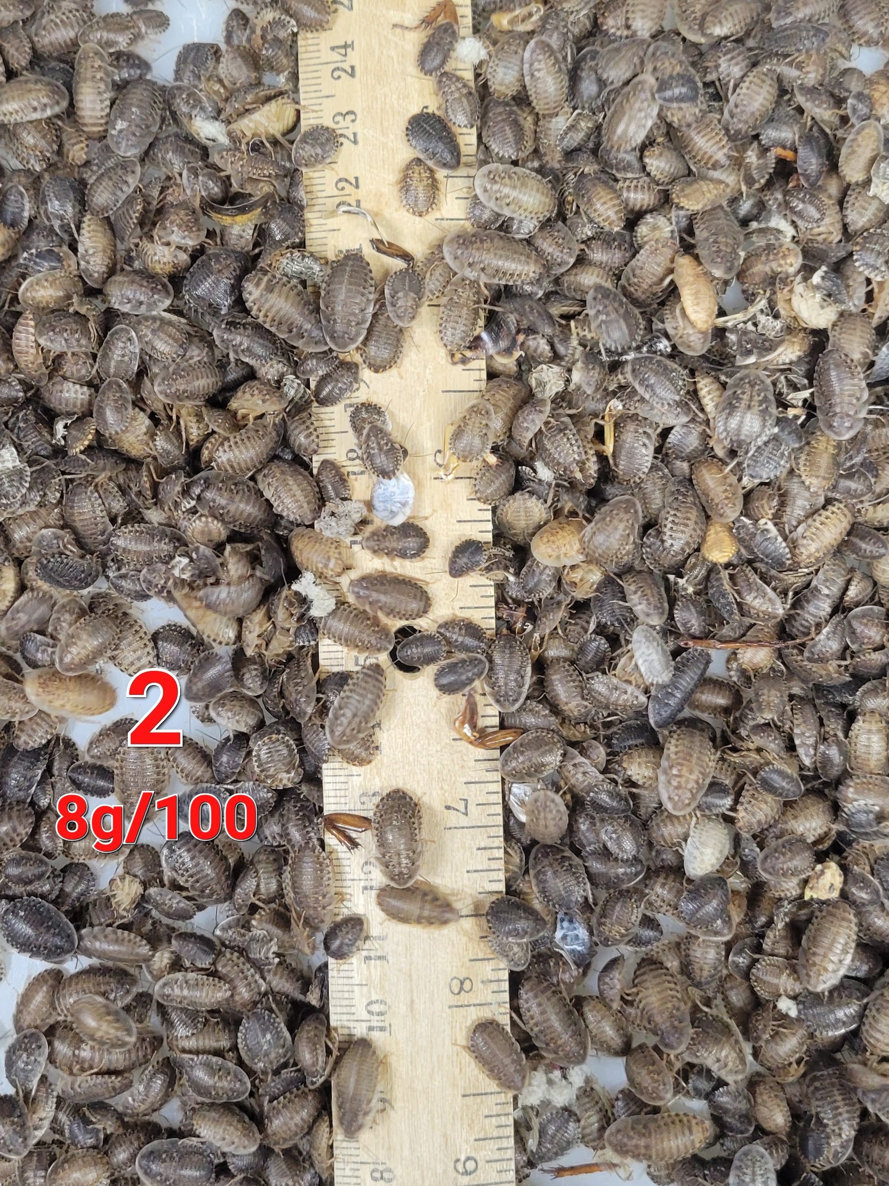 #2 Small Plus ½" 10,000