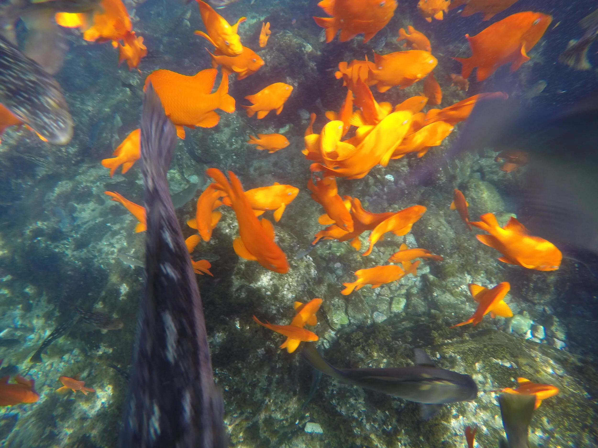 2016 • Santa Catalina Island