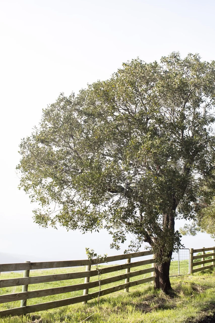 Otway National Park hiking trails near Wye River