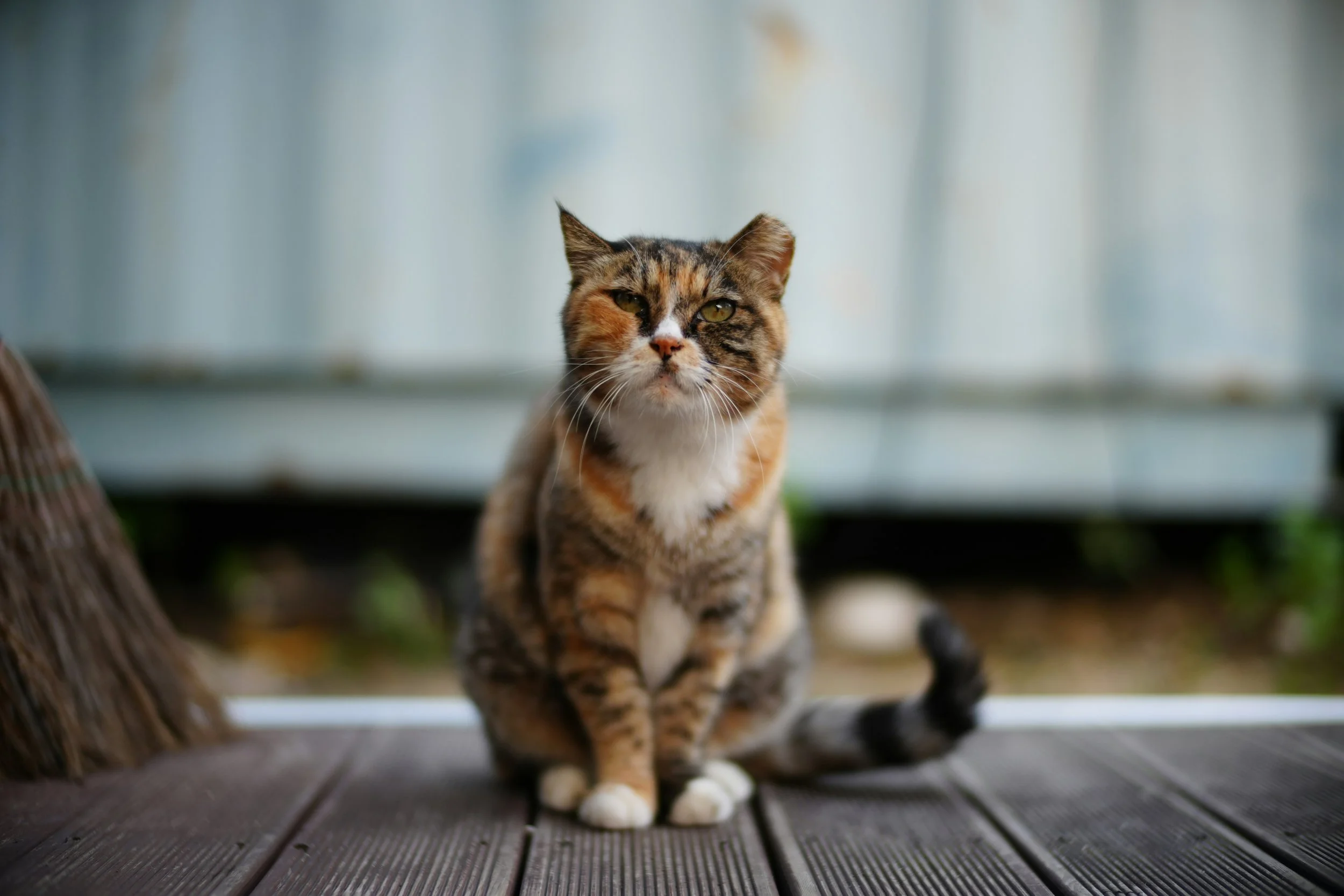 Curiosity: the strengths advantage